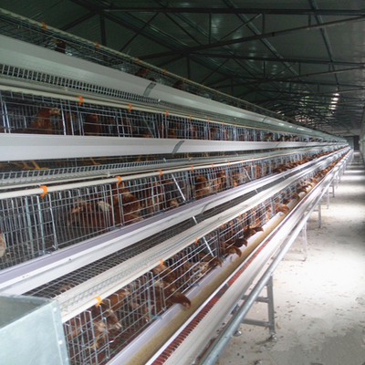 Q235A 3 Tiers Layer Chicken Cage A Type Poultry Farming Equipment