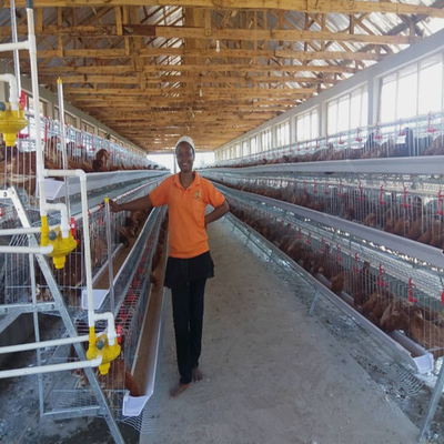 Galvanized Battery Chicken Cages Coops A Type Automatic For Egg Laying