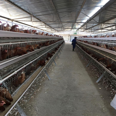 195x41x41cm 90, 120 Birds Layer Chicken Cage Poultry Farming Equipment