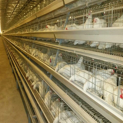 Steel Layer Chicken Cage 4 Birds Per Cell Hot Dipped Galvanized Battery Cage System