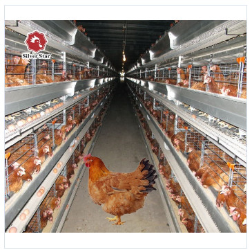 Big Door Size Hens Chicken Layer Battery Cage 90 Birds / Set