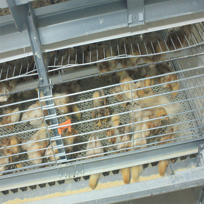 260 Birds Hunsbandry 6 Tiers ZnAl Poultry Cage For Broiler