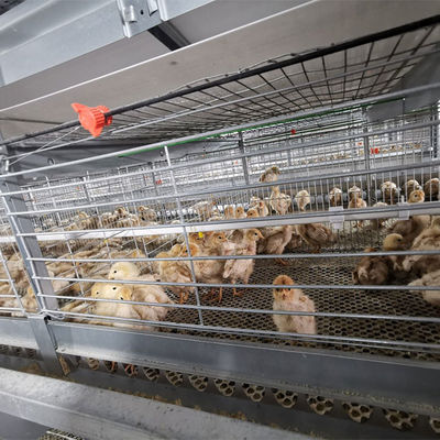 Automated H-Type Broiler Chicken Cage System with Hot-dip Galvanized Steel for High-Density Farming