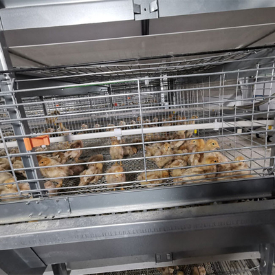 H type Complete Automatic Broiler Chicken Cage 4 Tiers