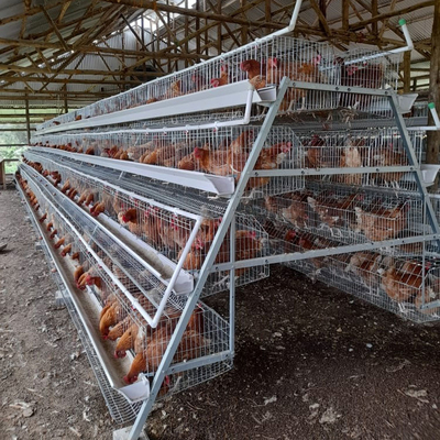 Layer Egg Poultry Battery Chicken Cage Farm House 4 Tiers For Nigeria Africa