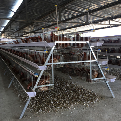 A Type Manual And Automatic Layer Chicken Cage