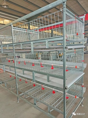 One Day Old Baby Chick Cage With Full Automatic System