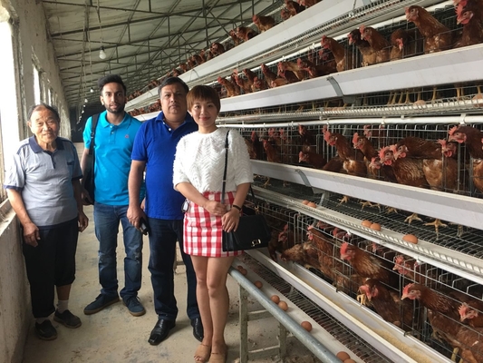 Galvanized Battery Chicken Cages Coops A Type Automatic For Egg Laying