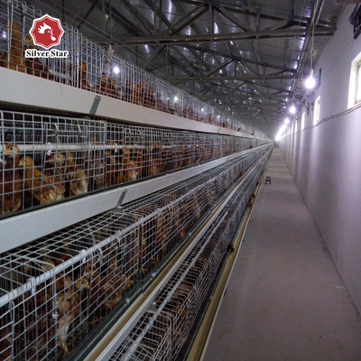 Baby Chicks Cage Include Drinking System