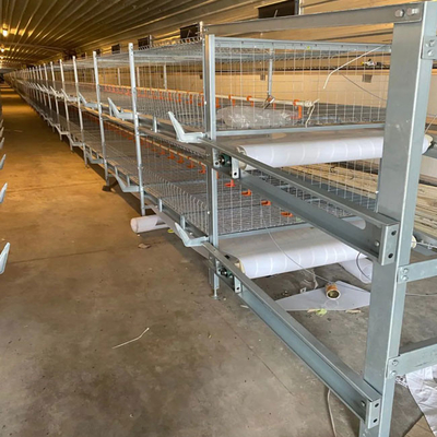 Automatic Broiler Cage With Poultry Drinking System