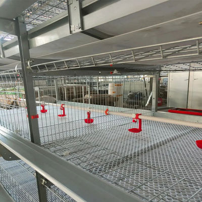 Automated H-Type Meat Broiler Cage System - Hot-Dip Galvanized High-Density Commercial Poultry Farming Equipment