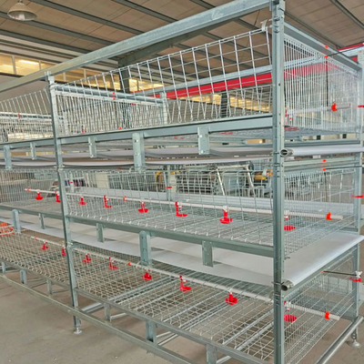 Modern Poultry Battery Cage , 150 Broiler Chicken Farming Equipment