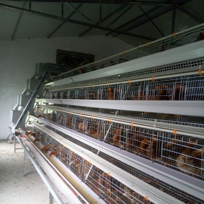 A Type Layer Poultry Cage With Full Automatic Feeding Machine