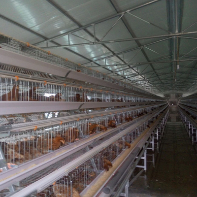 96 Birds Chicken Farm Poultry Cage With Ventilation Cooling System