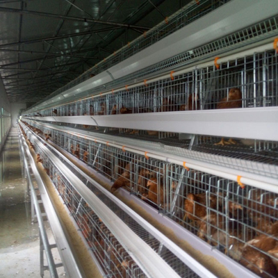 A Type Automatic Layer Poultry Cage Galvanized Steel Wire Mesh